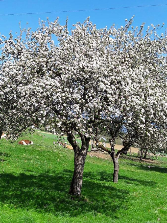 וולפסברג Ferienwohnungen Klimbacher מראה חיצוני תמונה